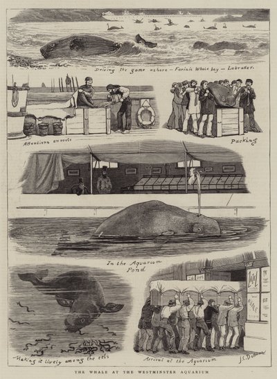 La baleine à l